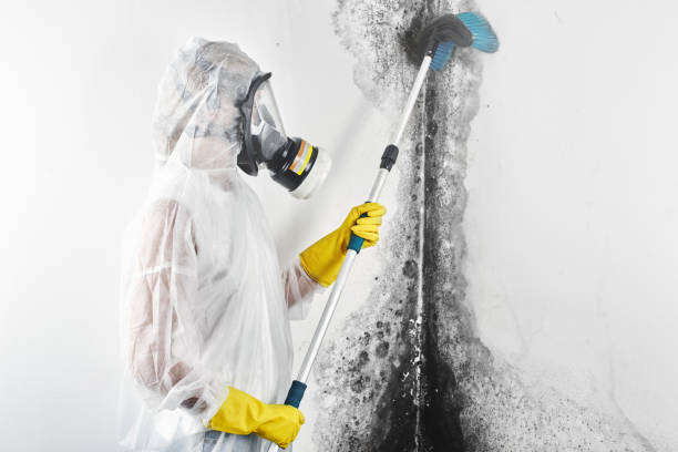 Best Commercial Mold Inspection  in Theodore, AL
