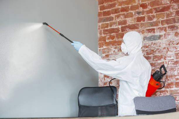 Best Attic Mold Removal  in Theodore, AL