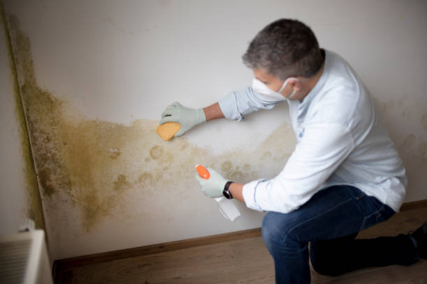 Best Environmental Consulting for Mold Prevention  in Theodore, AL