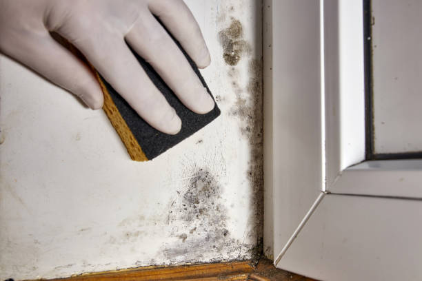Best Mold Removal for HVAC Installations  in Theodore, AL